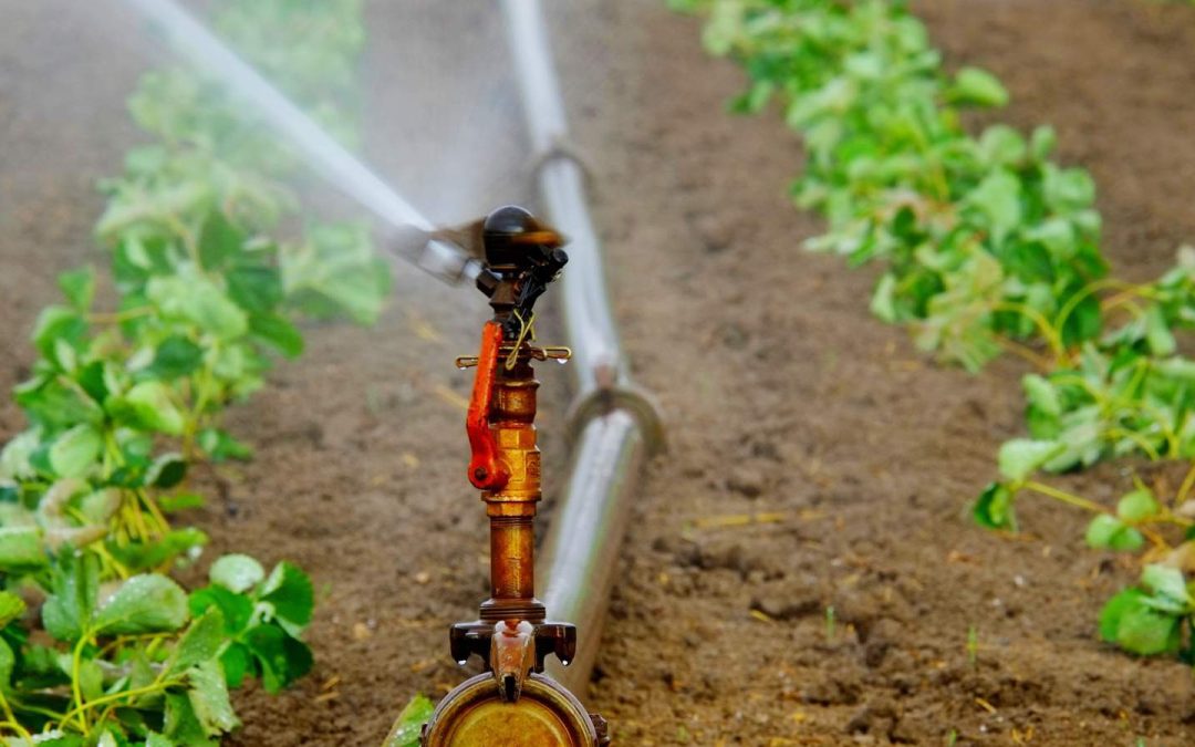 Apa itu Selang Drip Irigasi dan Manfaatnya Bagi Pertanian Modern