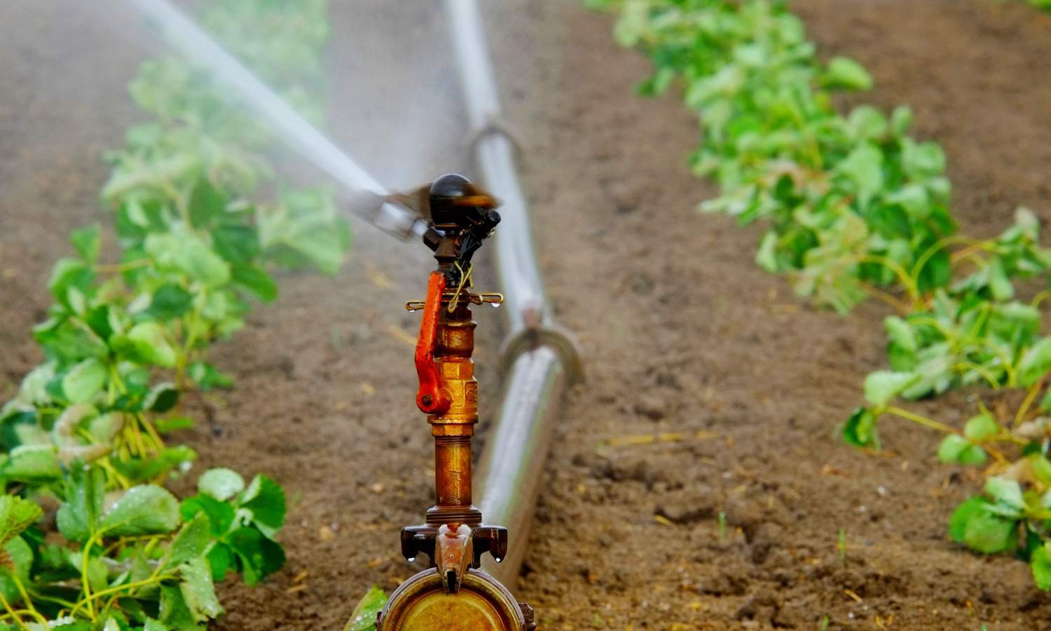 Sistem irigasi pertanian dan manfaatnya - Bawalaksana